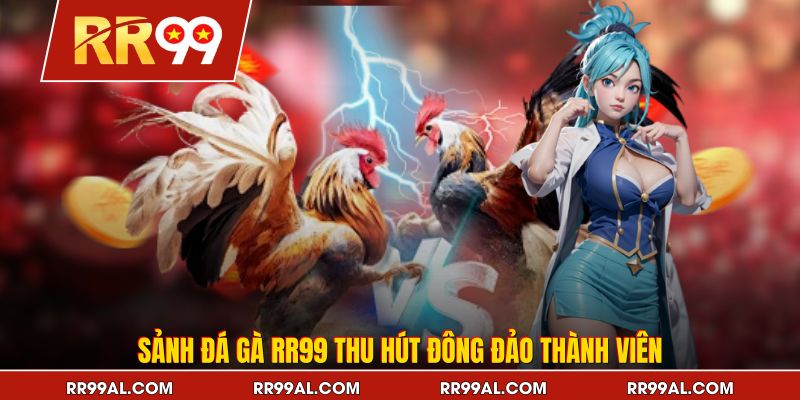Sảnh đá gà RR99 thu hút đông đảo thành viên